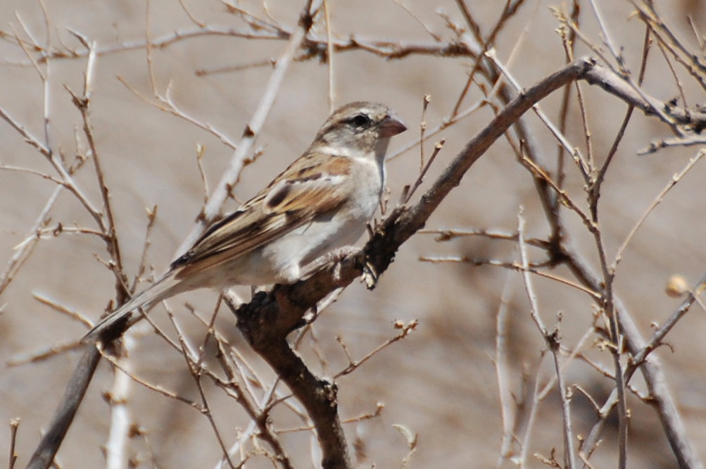 Tanzania - Passeri europei (Passer domesticus)